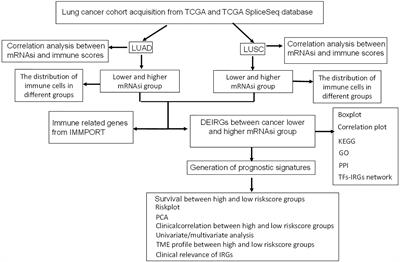 Cancer Stemness-Based Prognostic Immune-Related Gene Signatures in Lung Adenocarcinoma and Lung Squamous Cell Carcinoma